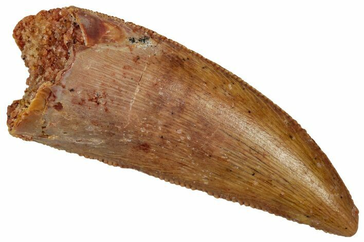 Serrated Theropod Dinosaur Tooth - Kem Kem Beds #341245